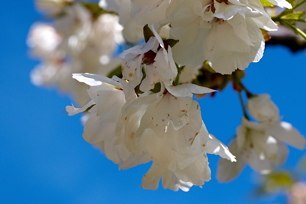 bloesem hdr voorjaar lente bloem bloemen flora fruitbomen betuwe kersenbloesem japan sakura fruit fruitbomen